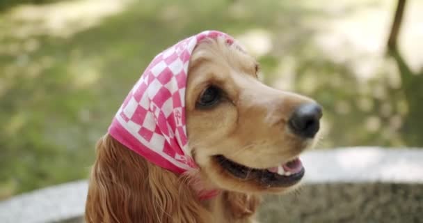Woman Gives Portion Food Obedient Dog Weekend Picnic Adorable Beauty — Vídeo de Stock