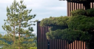 Bonsai ağacı ahşap duvarlı terasta. Evin arkasındaki bahçe. Güzel Eski Bonsai Ağacı Terastaki Modern Minimalist Evi Dekorasyonu.