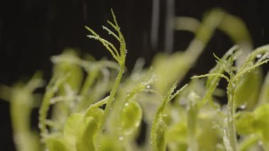 Mikroçimler ve sağlıklı beslenme. Yapraklı organik yiyecekler. Sera tarımında yeni doğmuş salatalık, sağlıklı gıda konsepti, vegan. Mikro ayçiçeği yeşili. Sağlıklı gıda konsepti