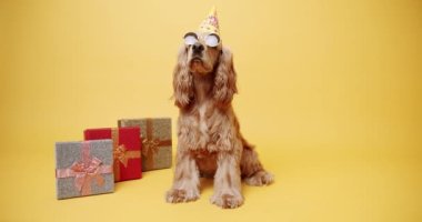 Parti şapkalı köpek hediyelerin yanında. Doğum günü kutlaması sırasında sarı arka planda parti şapkalı, sadık İngiliz Cocker Spaniel köpeğinin statik çekimi.