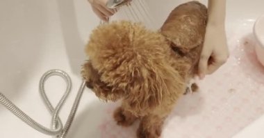 Profesyonel evcil hayvan tımarcısı banyo yaparken kaniş köpeğini yıkıyor, evcil hayvan bakımı yapıyor. Evcil hayvanlar bakım hizmeti. Hayvanlara önem ver..