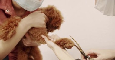 Profesyonel evcil hayvan tımarcısı makasıyla sevimli köpek tıraşı yapıyor. Kadın kuaförde kuaförlük yapıyor. Bakım salonu. Komik köpek sakince kuaförde ya da veteriner kliniğinde oturdu..