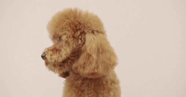 Pies Pudel Siedzi Prawidłowo Patrzy Aparat Zakończeniu Fryzury Zabawny Pies — Wideo stockowe