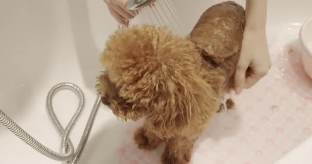 Professionell Sällskapsdjur Groomer Att Tvätta Pudel Hund Bad Med Dusch — Stockvideo