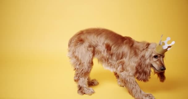 Anglický Kokršpaněl Sedí Krásně Pózuje Zlatou Korunou Žlutém Pozadí Psi — Stock video