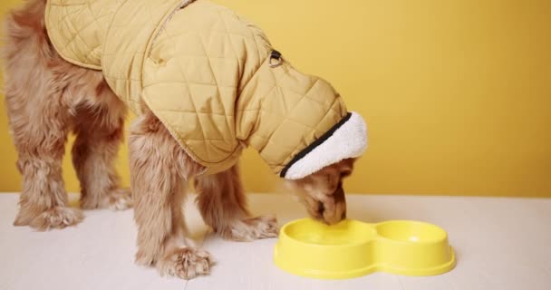 Anglický Kokršpaněl Jíst Jídlo Žlutým Kabátem Žlutém Pozadí Zvíře Sedí — Stock video