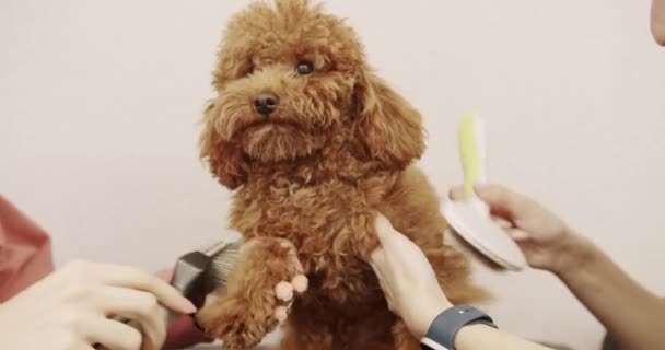 Profissional Pet Groomer Fazendo Bonito Poodle Corte Cabelo Cão Com — Vídeo de Stock