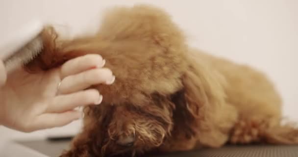 Schoonheidssalon Verzorging Hond Een Bad Bij Dierenarts Haar Van Bont — Stockvideo