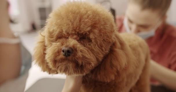Γκρούμερ Χτενίζει Μαλλιά Ενός Μικρού Κουταβιού Επαγγελματική Pet Groomer Κάνει — Αρχείο Βίντεο