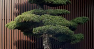 Bonsai ağacı ahşap duvarlı terasta. Terastaki modern minimalist evde güzel bir Bonsai Ağacı Dekoru. Evin arkasındaki bahçe..