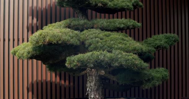 Bonsai Árvore Terraço Com Parede Linha Madeira Bonsai Old Tree — Vídeo de Stock