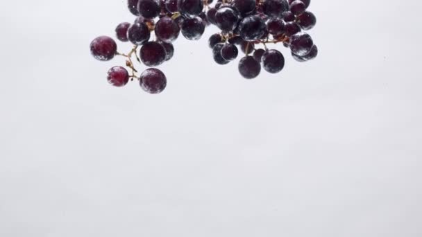 Verse Zwarte Druiven Vallen Water Geïsoleerde Witte Achtergrond Super Langzame — Stockvideo