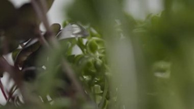 Micro greens. Natural beautiful concept, Clean and eco-friendly, Greenhouse for sprouting organic greens, newborn Cucumber plant in greenhouse agriculture, healthy food concept, vegan.