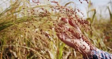 Man farmer working in the field inspects the crop wheat germ natural a farming. business agriculture harvesting concept. farmer hand touches green wheat crop germ agriculture industry.