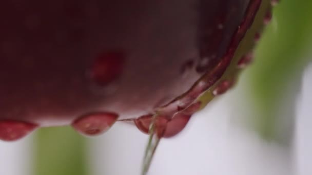 Збирайте Багато Червоних Стиглих Соковитих Яблук Крупним Планом Крапля Води — стокове відео