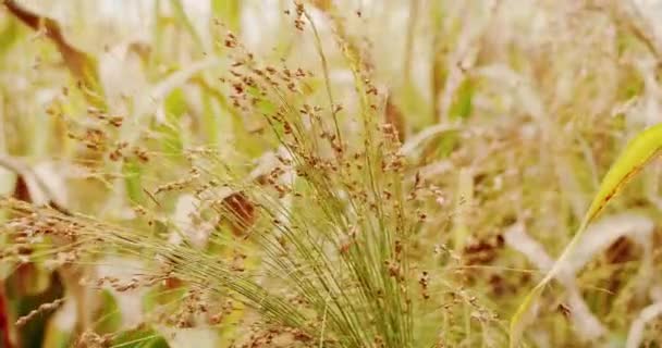 風に揺れる熟したソルガム バイオマス生産のためのソルガム栽培 ビジネス農業の収穫の概念 緑のソルガム農場 緑の小麦の作物の胚芽農業 — ストック動画