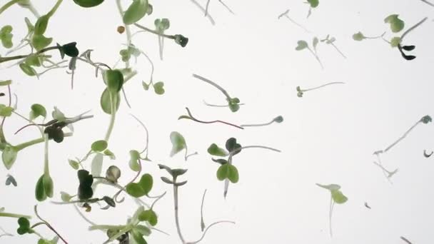 Microgreens Água Nutrição Saudável Comida Orgânica Com Muitas Folhas Planta — Vídeo de Stock