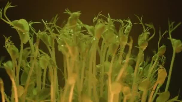 Микрозелени Здорового Питания Органическая Еда Большим Количеством Листочков Новорожденный Огурец — стоковое видео