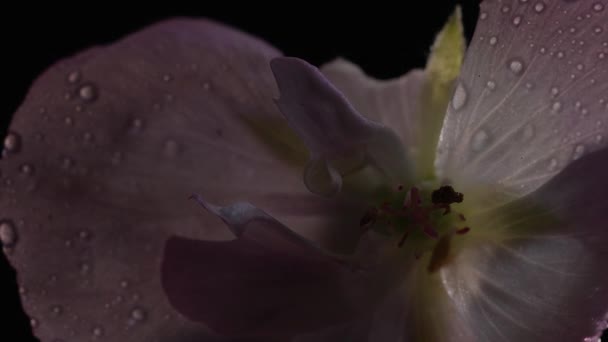 Piękno Różowy Kwiat Kroplą Wody Czarnym Tle Kwiatowa Koncepcja Żywność — Wideo stockowe