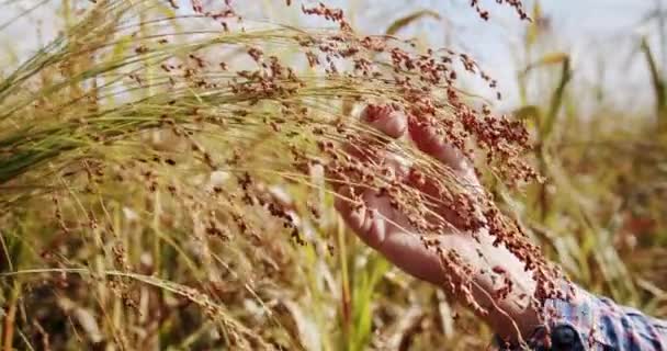 Мужчина Фермер Работающий Поле Осматривает Зародыши Пшеницы Натуральные Фермерства Концепция — стоковое видео