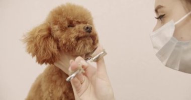 Groomer yavru köpek saçlarını tarıyor. Profesyonel evcil hayvan tımarcısı makasıyla sevimli köpek tıraşı yapıyor. Kadın kuaförde kuaförlük yapıyor. Şirin köpek saçını kestiriyor..