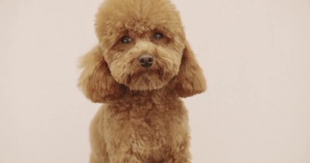 Vermakelijke Hond Zat Rustig Verzorgingssalon Dierenkliniek Leuke Poedelhond Die Naar — Stockvideo