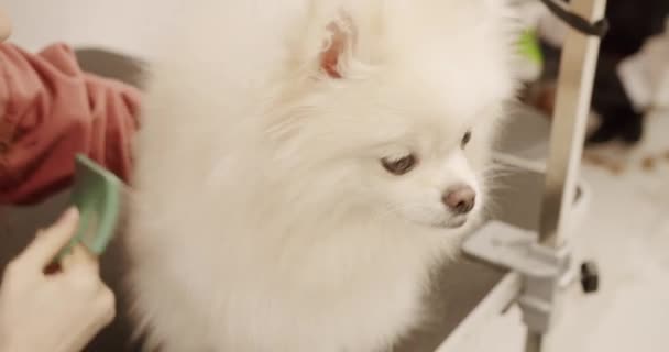 Ευτυχισμένο Χαριτωμένο Λευκό Pomeranian Σκυλί Πάρει Καλλωπισμένο Στο Σαλόνι Διασκεδαστικό — Αρχείο Βίντεο