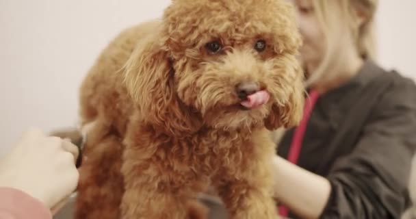 Groomer Penteia Cabelo Pequeno Cachorro Bonito Poodle Mulher Fazendo Penteado — Vídeo de Stock