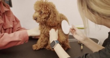 Groomer yavru köpek saçlarını tarıyor. Kadın kuaförlük yapıyor, kuaförlük yapıyor. Komik köpek sakince kuaförde ya da veteriner kliniğinde oturdu..