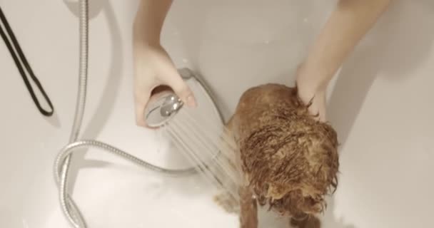 Professionele Huisdier Bruidegom Wassen Poedel Hond Bad Met Behulp Van — Stockvideo