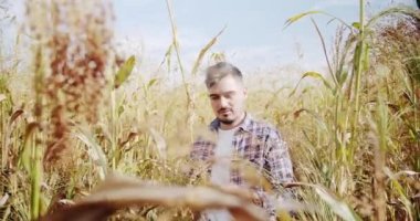 Genç çiftçi tarlada yürüyor. Tarım sektörü kavramı. İşletme tarım hasat konsepti. Kalite kontrol yeşil süpürge çiftliği. yeşil buğday hasadı mikrop tarım endüstrisi.