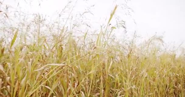 绿色高粱农场 绿色小麦作物胚芽农业工业 谷物高粱田 成熟的高粱在风中摇曳 用于生物物质生产的高粱种植 珍珠小米场 — 图库视频影像