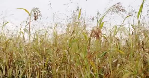 Rijp Sorghum Zwaaiend Wind Sorghumteelt Voor Productie Van Biomassa Bedrijfslandbouwoogstconcept — Stockvideo