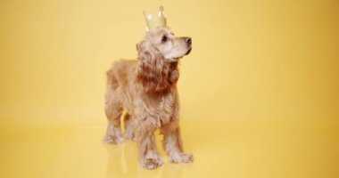 İngiliz cocker spaniel oturur ve sarı arka planda altın bir taç ile güzel poz verir. Köpeklerin doğum günü. Hayvan başı yukarıda oturur ve kameraya bakar. Köpek Modeli ve Komik Stüdyoda.