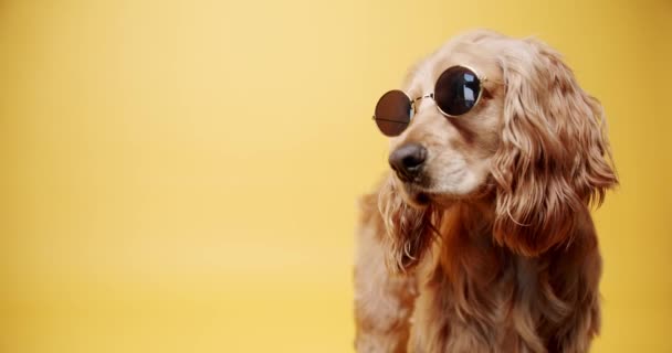 Englischer Cocker Spaniel Hund Mit Sonnenbrille Statische Aufnahme Eines Treuen — Stockvideo