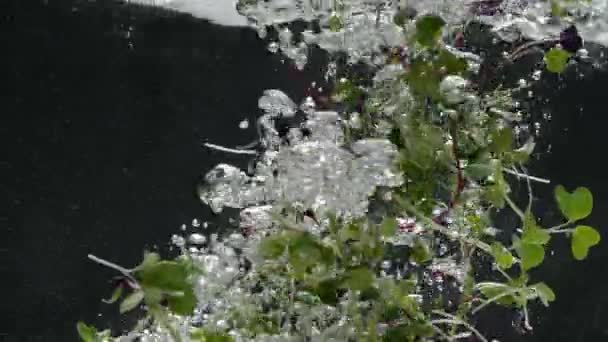 Мікрогрін Падає Кристально Чисту Воду Повільний Рух Статичний Знімок Свіжого — стокове відео
