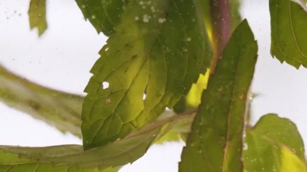 Закройте Свежий Мятный Зеленый Лист Воде Натуральный Травяной Лист Сочного — стоковое видео