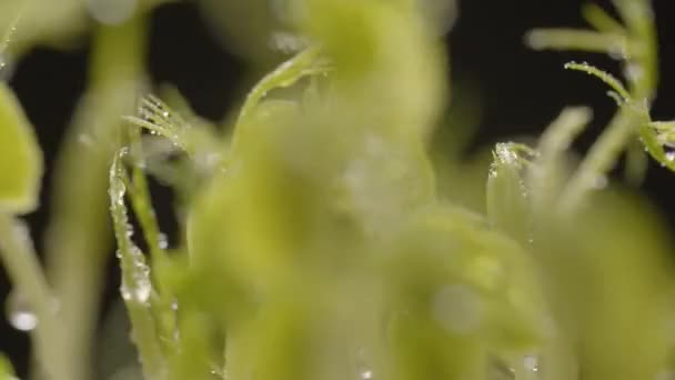 Microgreens Healthy Nutrition Organic Food Many Leafs Newborn Cucumber Plant — Vídeo de Stock