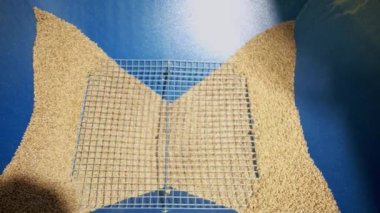 Bira üretimi bira fabrikasındaki büyük değirmen tankına malt taneleri döküyor. Büyük bira öğütme tankı. Delikten aşağı yağan malt taneleri. Malt ezici. Hazırlanıyor.