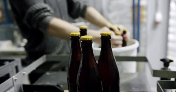 在工厂输油管上装满新鲜酿制的啤酒瓶的塑料箱 酿酒厂输送带 — 图库视频影像