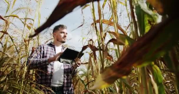 Concetto Agroalimentare Raccolta Attività Agricole Controllo Qualità Fattoria Sorgo Verde — Video Stock