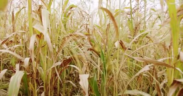 Perlhirsefeld Konzept Der Agrarindustrie Business Landwirtschaft Erntekonzept Grüne Sorghum Farm — Stockvideo