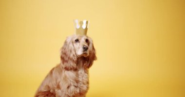 İngiliz cocker spaniel oturur ve sarı arka planda altın bir taç ile güzel poz verir. Köpeklerin doğum günü. Hayvan başı yukarıda oturur ve kameraya bakar. Köpek Modeli ve Komik Stüdyoda.