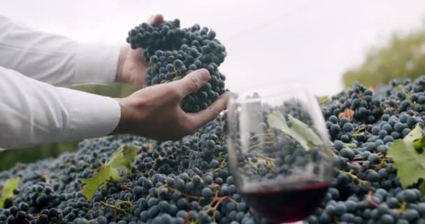 在一辆拖拉机的拖车里 收集了很多蓝色的葡萄 酿酒厂和葡萄酒生产 农夫的手里拿着一个漂亮的葡萄 前面放着一杯红酒 — 图库视频影像