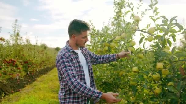 男农民在苹果园摆出一副笑脸 穿着格子衬衫的大胡子男子在果园工作时检查并从绿树中采摘红苹果的手持照片 — 图库视频影像