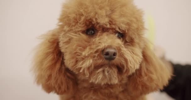 귀여운 강아지 푸들의 관리인 가위로 귀여운 개털을 만들고 재미있는 마리가 — 비디오