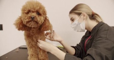 Profesyonel evcil hayvan tımarcısı makasıyla sevimli köpek tıraşı yapıyor. Komik köpek bakım salonu ya da veteriner kliniğinde sakince oturdu. Şirin köpek saçını kestiriyor..