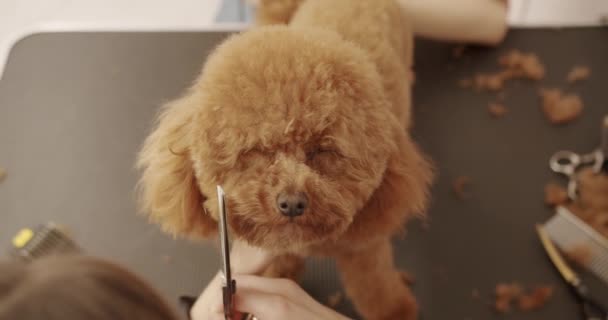 Γκρούμερ Χτενίζει Μαλλιά Ενός Μικρού Κουταβιού Διασκεδαστικό Σκυλί Κάθισε Ήρεμα — Αρχείο Βίντεο