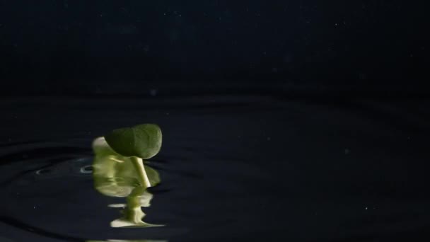 Microgreen Falling Crystal Clear Water Slow Motion Static Shot Fresh — Stok video