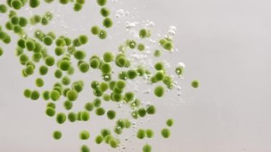 Green Peas Falling into Boiling Water in Slow Motion. Fresh green peas filmed in a photo studio on white background with video lighting.